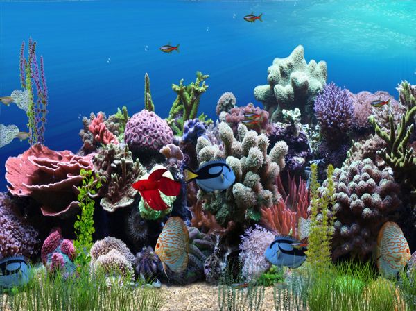 animated waterfall wallpaper. Aquarium Animated Wallpaper
