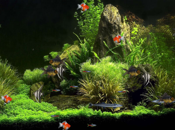 Click to view Virtual Aquarium Animated Wallpaper 1.0.0 screenshot