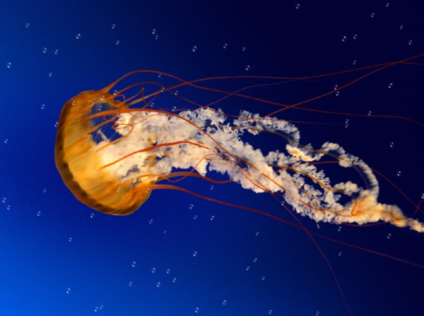 jellyfish wallpaper. Jelly Fish Animated Wallpaper